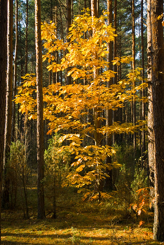 autumn nature sony lithuania ruduo lietuva gamta druskininkai sal16105 žilvinotakas žilvinastrail