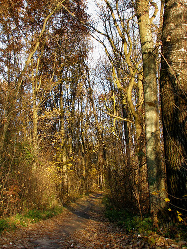 Sochy nature reserve, stalowawola polska poland polen podkarpacie podkarpackie karpatenvorland las forest sochy reserve rezerwat charzewice bażanciarnia subcarpathia