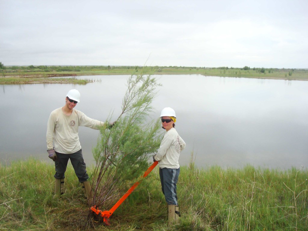 Bitter Lake Refuge, NM | Removing invasive salt cedar | Flickr