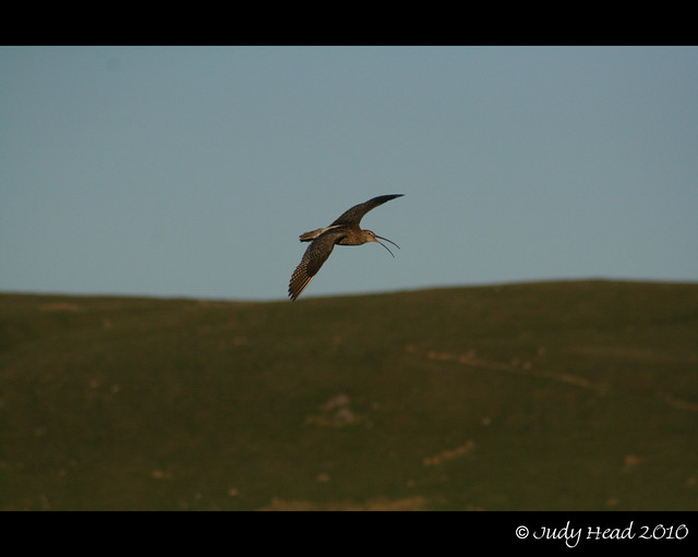 Curlew In Flight