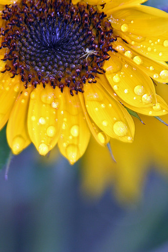 Sunflower 2 | by One Short Story