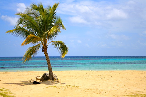 sea palmtree jamaica caribbean ochorios