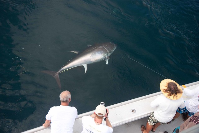 giant bluefin-16