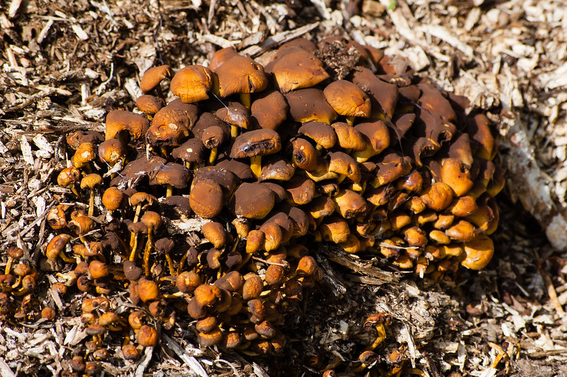 Cluster of brickcap mushrooms
