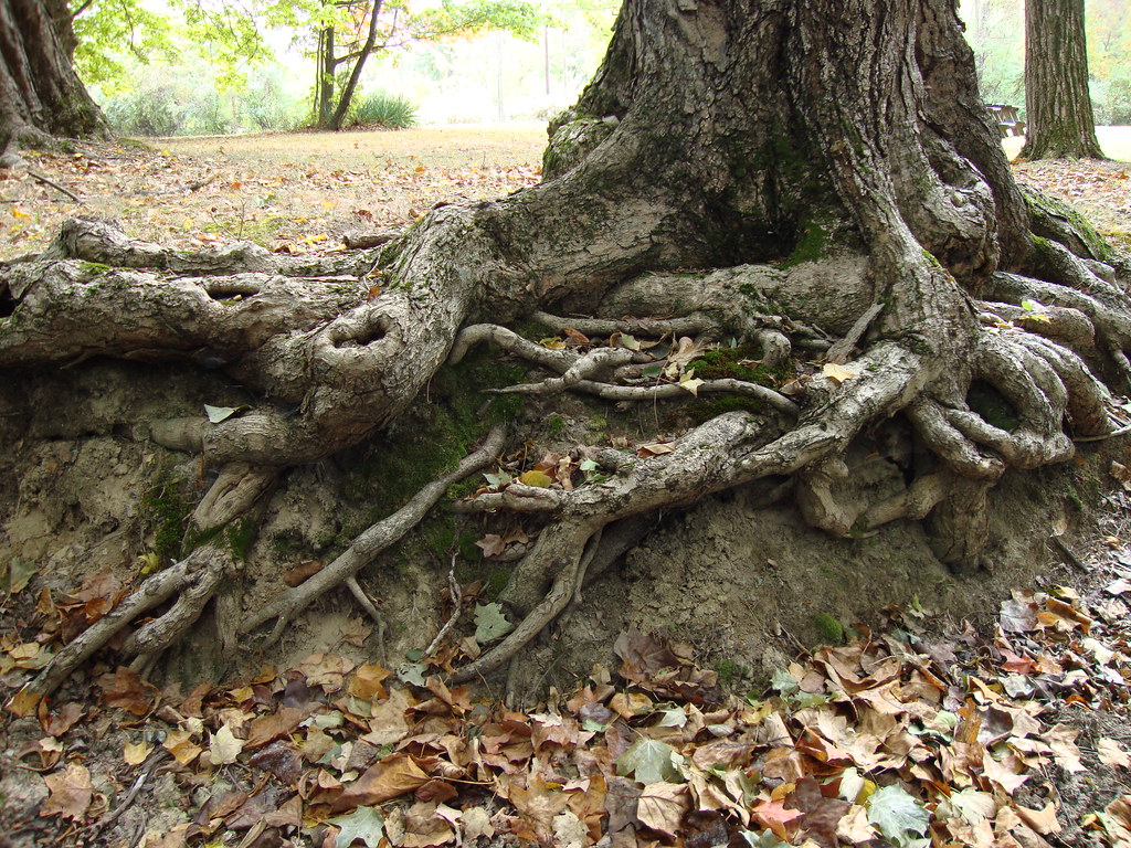 twisted tree roots | An impressive tangle of exposed tree ro… | Flickr