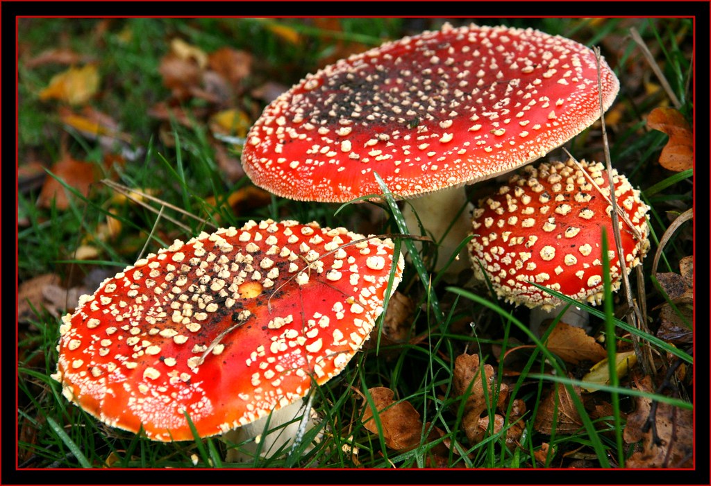 mushroomfamily