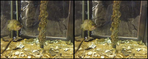 fish water mall 3d crosseye tank display brian indoors stereo wallace inside stereopair sidebyside outdoorworld freeview crossview arundelmills brianwallace xview xeye