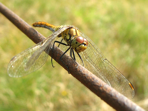 Dragonfly Vagrant Darter (Female) - Sympetrum vulgatum by Batikart