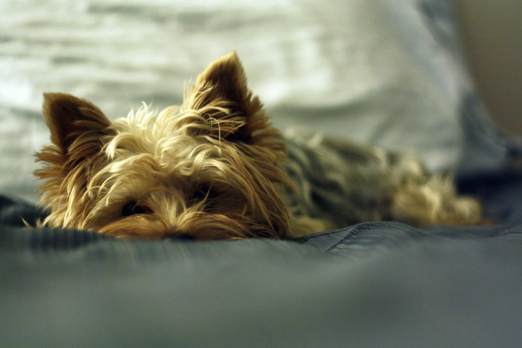 Comfy | Pickle was obviously ready for bed. What a sleepy he… | Flickr