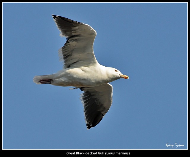Adult Great Black-backed Gull