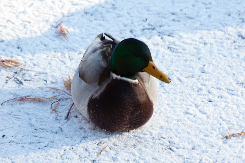 Mallard