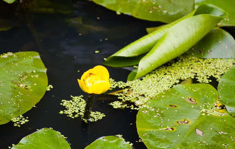 Water lily