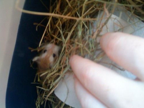 New Hamster face :D | Sorry about the phone camera quality. … | Flickr
