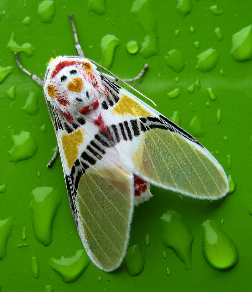 Polilla coloreada / Colorful moth (Idalus herois)