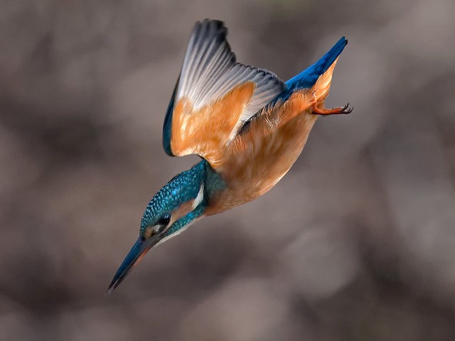 Kingfisher_dive