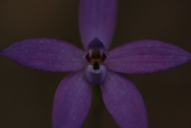 terrestrial orchid, Glossodia minor