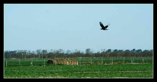 panorama naturaleza bird nature canon 350d flying ave cordoba campo pajaro vuelo morteros volando volar tatireyna