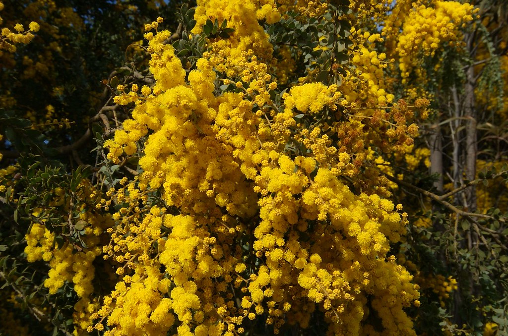 Weeping Boree - Hairy wattle | Climbing the hill between Kel… | Flickr