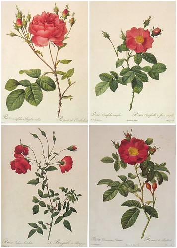 Redoute Roses 1 | Nina | Flickr