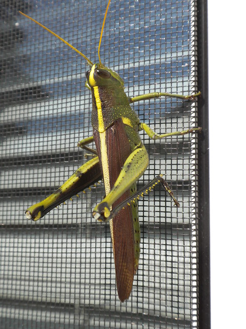 Sunday morning grasshopper