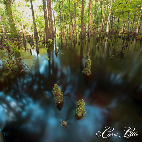 orchid flower nature canon landscape florida native ghost swamp everglades bigcypress fakahatchee ghostorchid