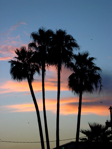 sunset downtown palmtrees harlingen