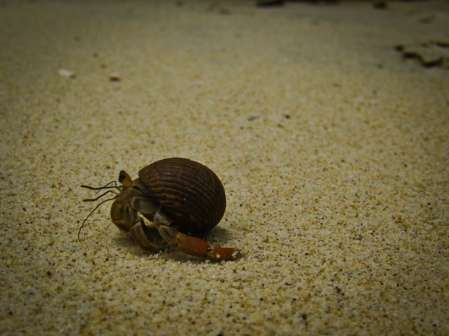 Boca Brava 10 - Crab on the beach