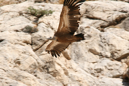 Griffon Vultures - Selinari Gorge | Griffon vultures Sept 20… | Flickr