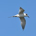 Flickr photo 'Forster's Tern, Virginia' by: Dave Govoni.