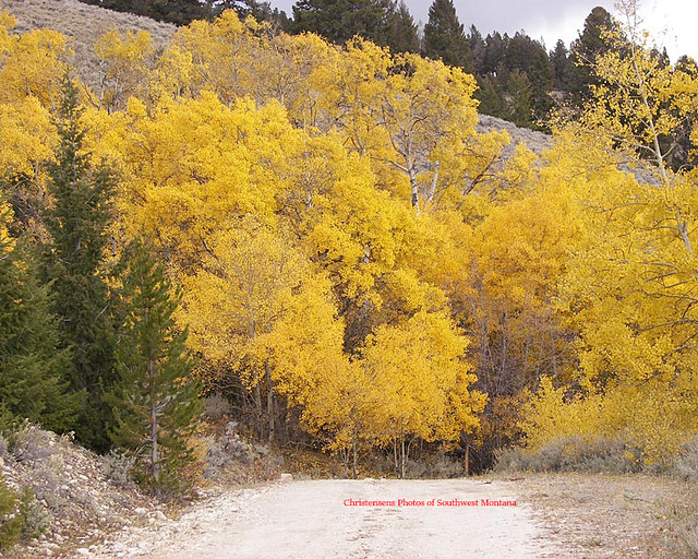 Coyote Creek Autumn Aspens