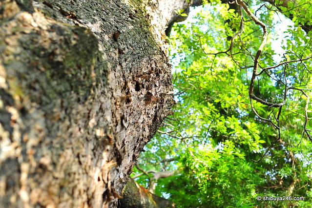 Myoto Camphor Tree, Izanagi Jinja