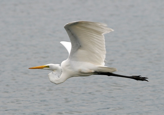 Great Egret fly-by