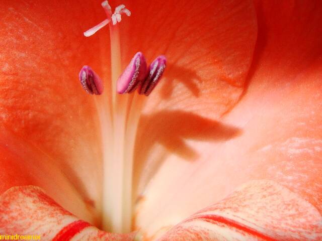 the beauty of a red gladiolus in a summer morning - la belleza de un gladiolo rojo en una mañana de verano