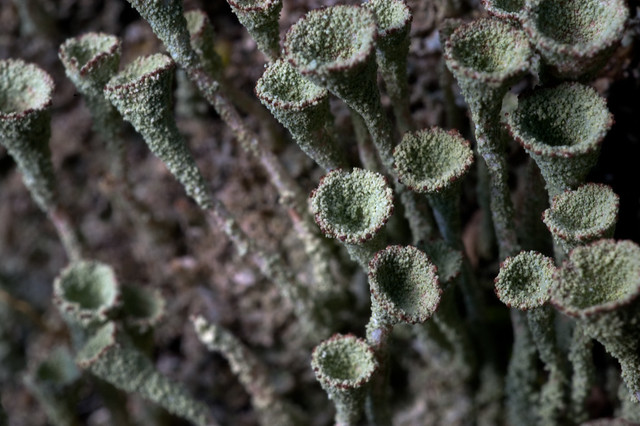 Cladonia pyxidata (Cladoniaceae)