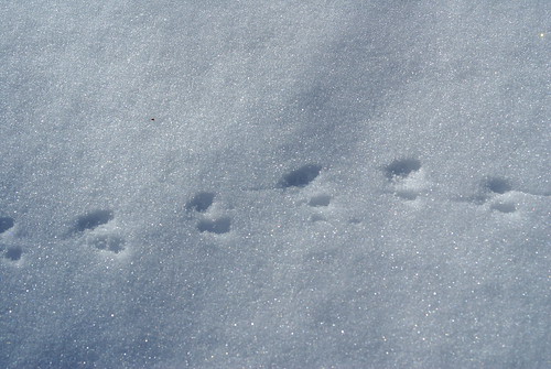snow animal snowprints