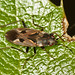 Flickr photo 'dirt-colored seed bug - Rhyparochromus vulgaris' by: MT Lynette.