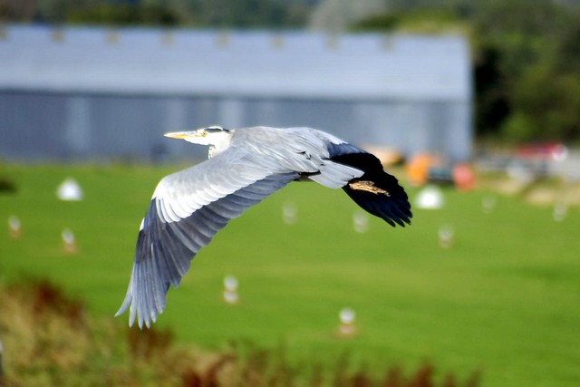 Heron in flight, Newcastle Co.Wicklow 12-9-10 #7