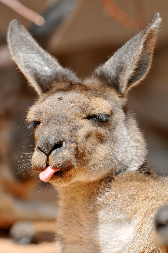 Rude kangaroo! | I just caught this kangaroo when (s)he was … | Flickr