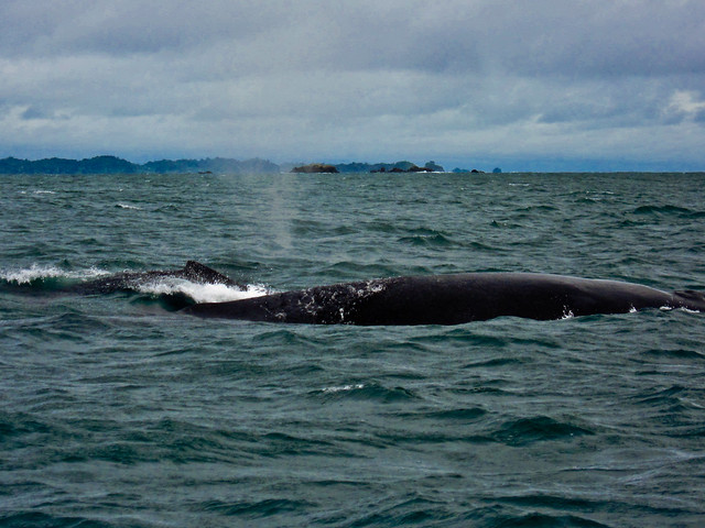 Boca Brava 16 - Whales