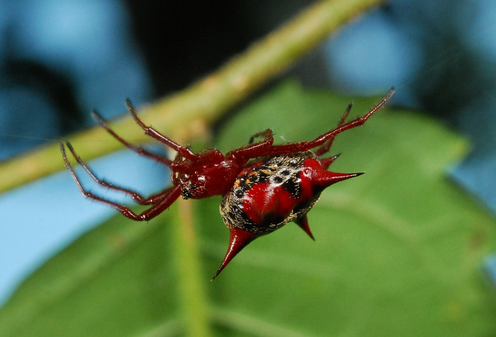 Devil crab orbweaver (Actinosoma pentacanthum) | this orbwea… | Flickr