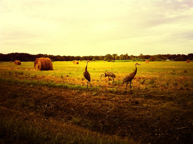 Crane. Country.