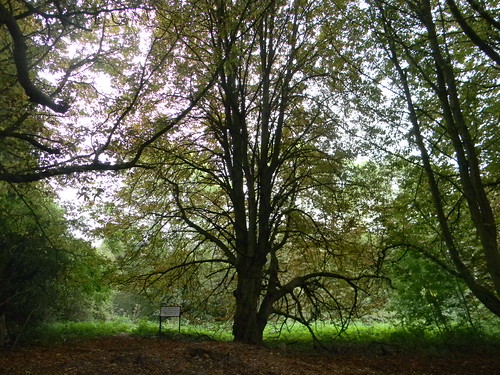 Tree near Aldermaston Mortimer to Aldermaston