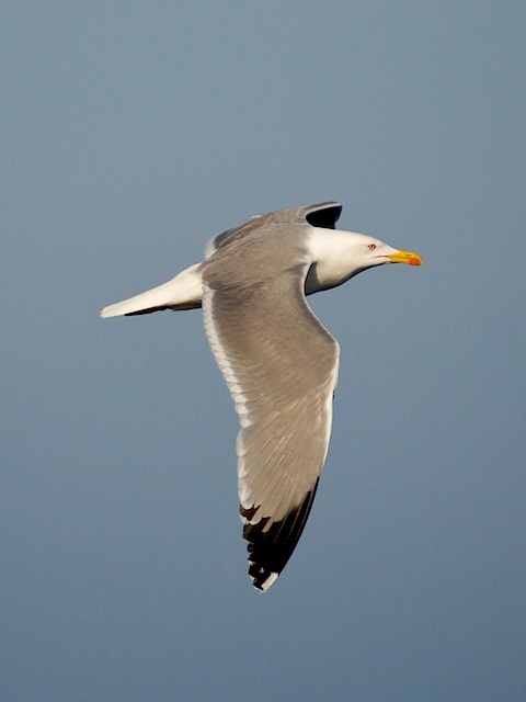 A yellow-legged gull, Isola di Ventotene, Lazio, Italy. May 2010.