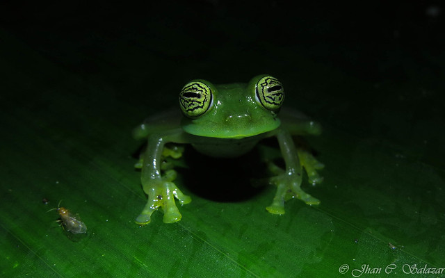 Glass frog | Sachatamia ilex