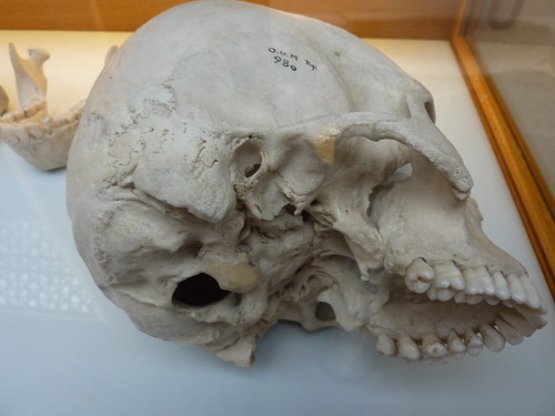 Nice human skull! | by ♫ Claire ♫