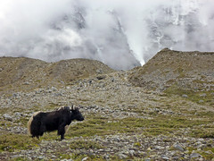 Yak on the Lhotse Moraine