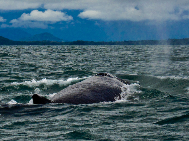 Boca Brava 17 - Whale