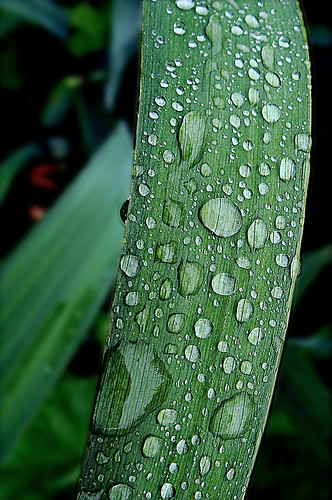 Raindrops keep falling on my leaf by >Lucia<