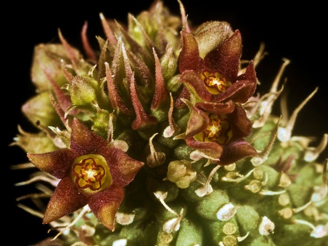 Echidnopsis bihendulensis