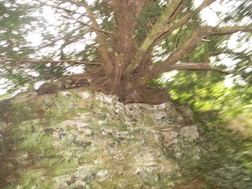 Tree atop the wall Calleva town wall. Mortimer to Aldermaston